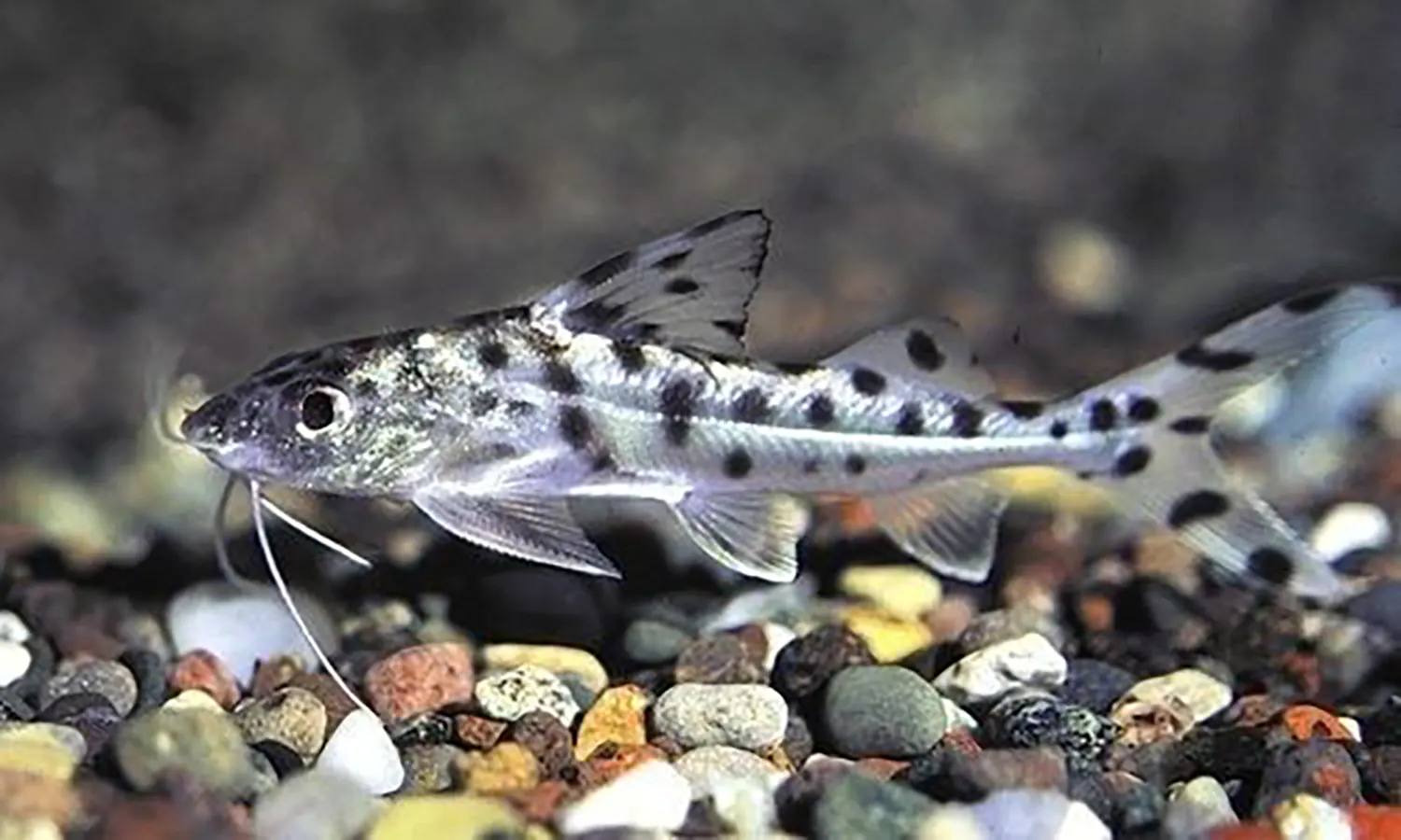 Ikan Pictus Catfish: Memahami Keunikan dan Pemeliharaannya di Akuarium